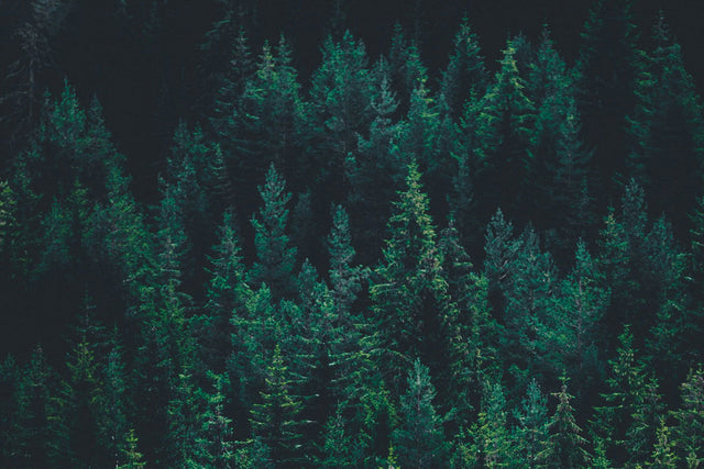 Dense evergreen forest with deep green pine or spruce trees. The coniferous trees create a thick canopy against a dark background, showcasing the vibrant emerald tones of the needles.